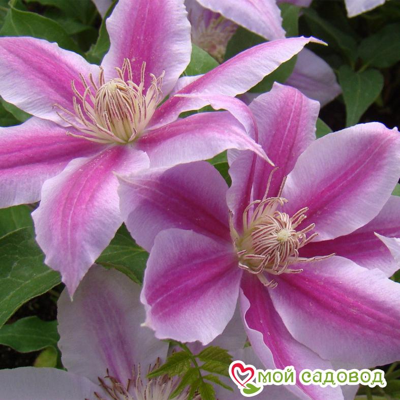 Клематис Капитан Туллекс ЗКС