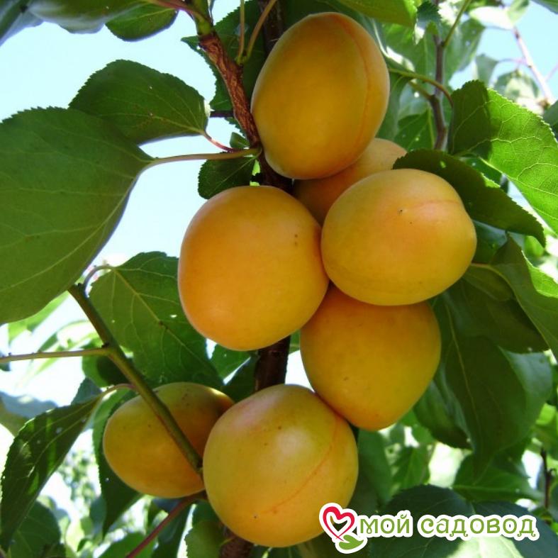 Абрикос Уралец